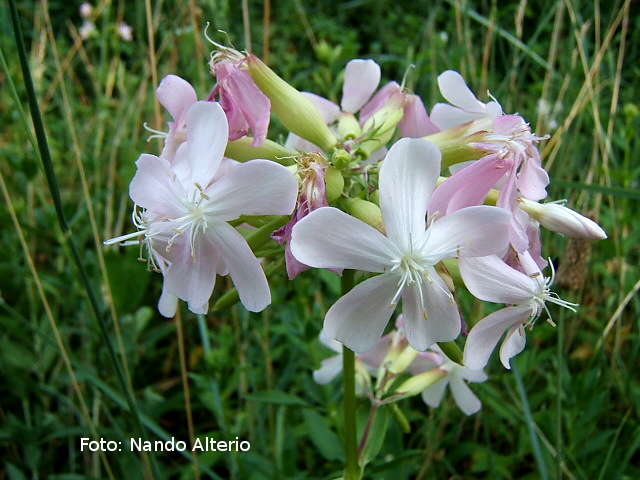 Saponaria